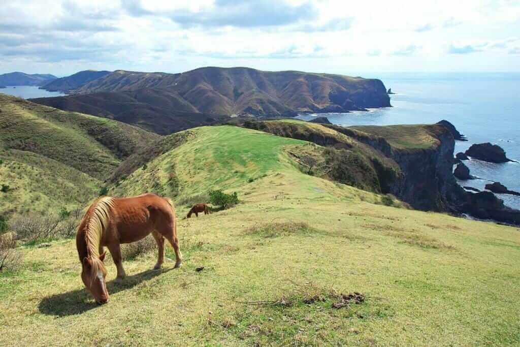 Horses on the Kuniga coast, Nishinoshima, Oki Islands = Adobe Stock