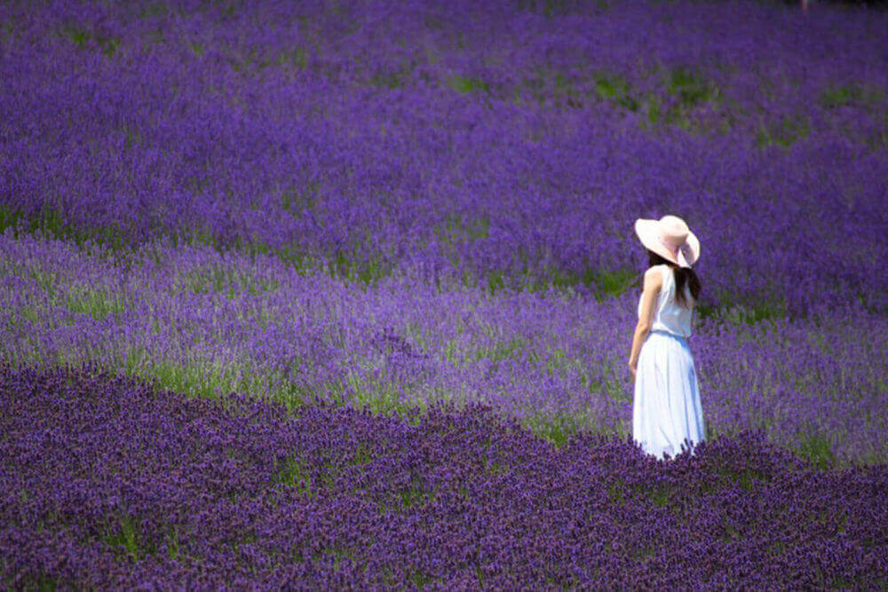 A Woman Standing in Lavender Field at Tomita Farm, Furano, Hokkaido, Japan = Shutterstock