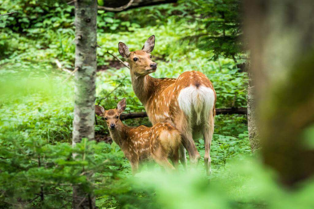 A mother Ezo shika deer (Cervus nippon yesoensis) and her fawn look back on a summer day in a forest near Kamuiwakka Falls in Shiretoko National Park and World Heritage Site, Hokkaido, Japan = Shutterstock