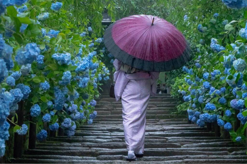 A woman in traditional Japanese kimono walking along the approach decorated with beautiful blue hydrangea (macrophylla) at Meigetsuin Temple in Kamakura on a rainy = Shutterstock 
