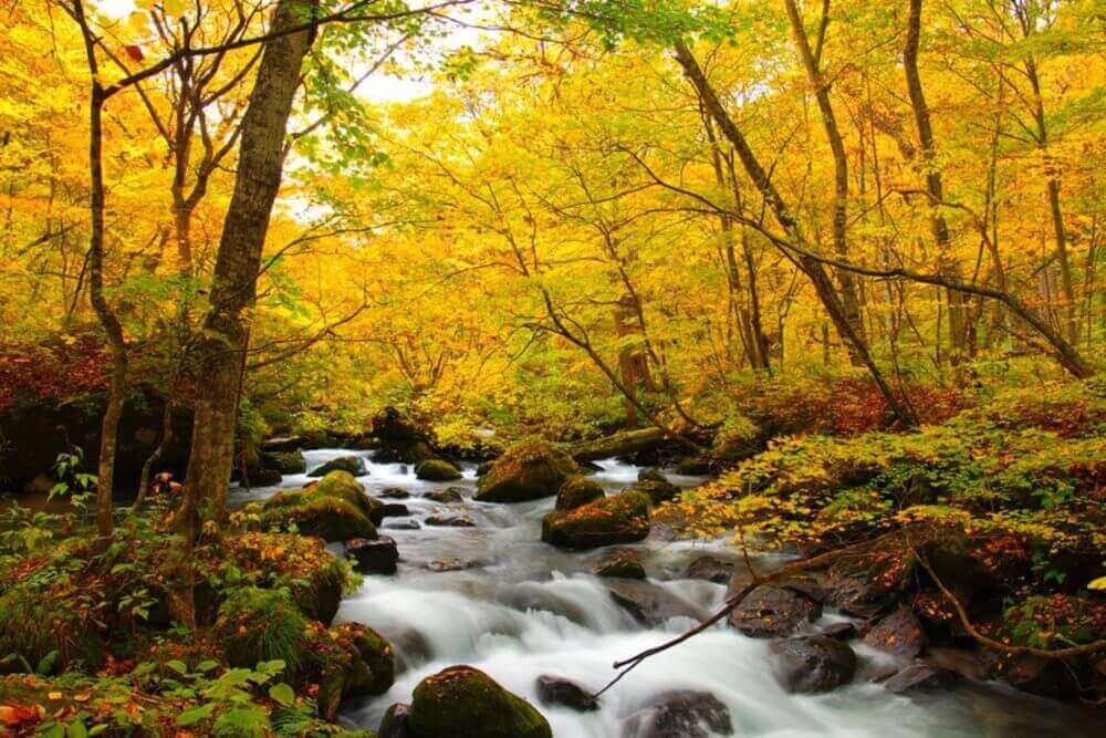 Oirase River, located at Aomori Prefecture Japan = Shutterstock