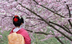 Cherry Blossoms and Geisha = Shutterstock