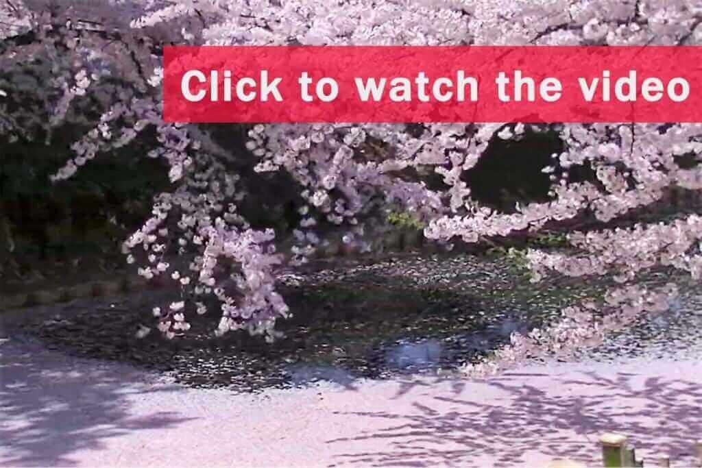 Cherry blossom petals falling down on the streaming water. Hirosaki Castle, Japan = Shutterstock