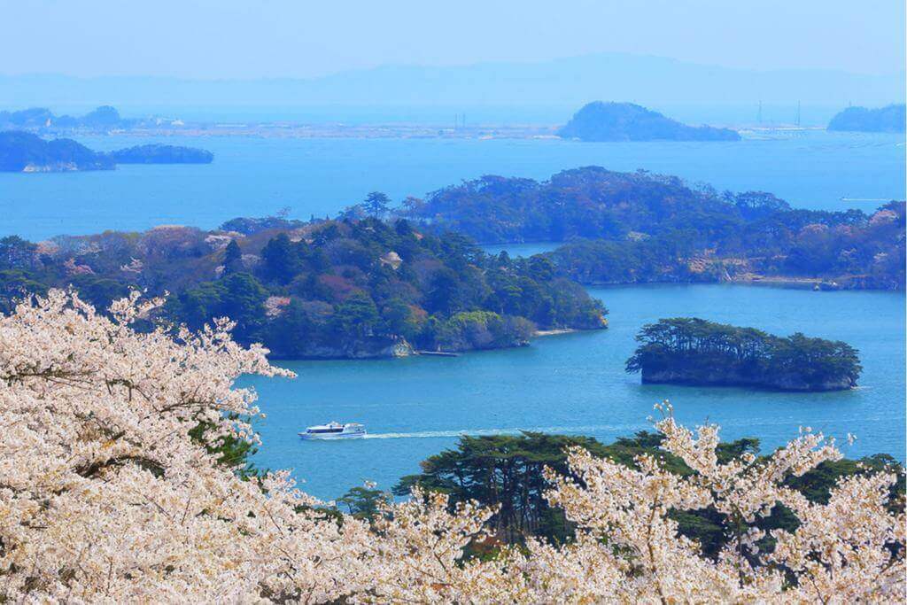 Cherry trees in Matsushima , Mitagi Prefecture, Japan= Shutterstock
