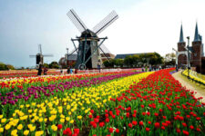 Colorful of Tulips field with dutch windmills at Huis Ten Bosch , Nagasaki Japan = Shutterstock