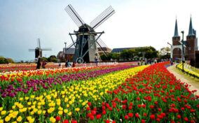 Colorful of Tulips field with dutch windmills at Huis Ten Bosch , Nagasaki Japan = Shutterstock