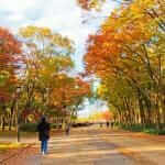 Colorful trees lining up along the boardwalk in osaka castle park osaka japan = Shutterstock