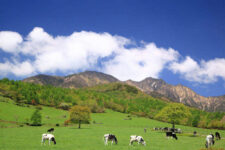 Cow of the Mt. Yatsugatake highlands, Yamanashi, Japan = Shutterstock