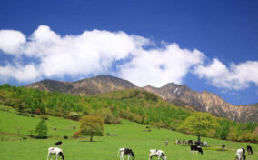 Cow of the Mt. Yatsugatake highlands, Yamanashi, Japan = Shutterstock