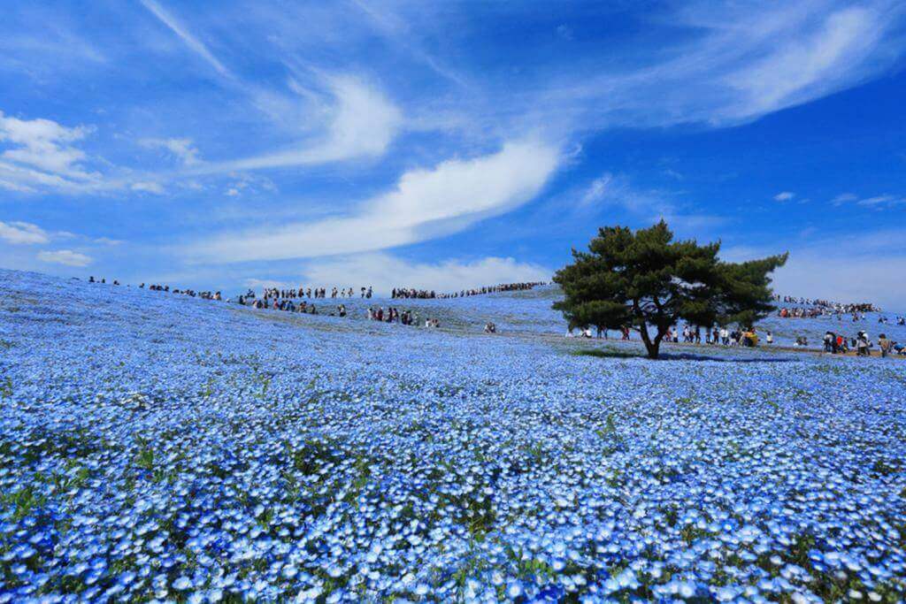 Crowd of tourists enjoying the view of Nemophila at Hitachi Seaside Park,this place popular tourist destination in Japan = Shutterstock
