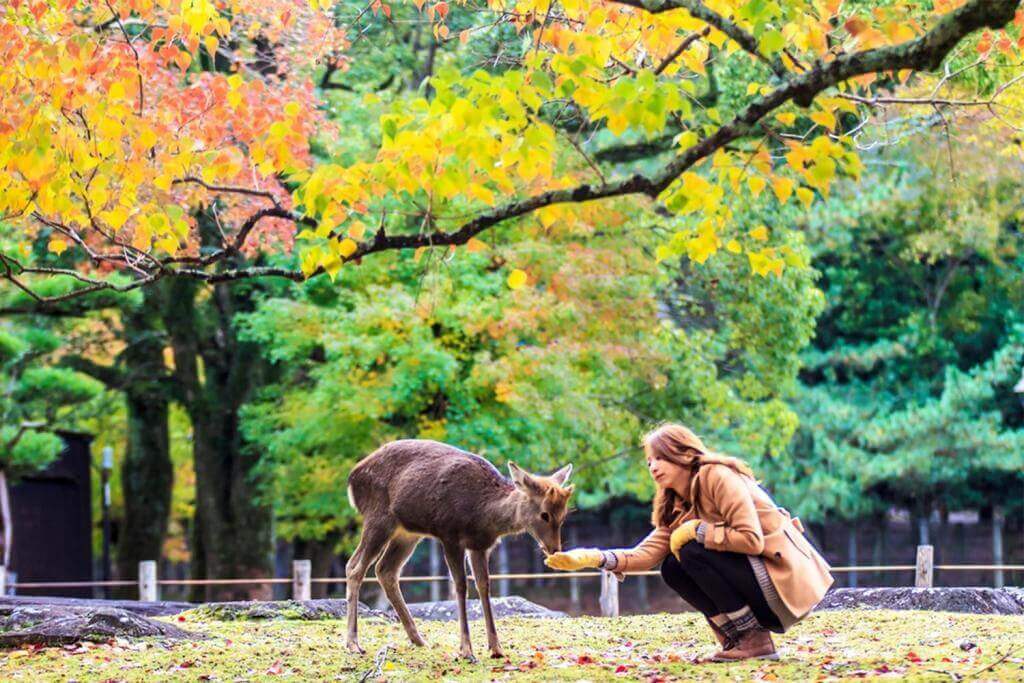 Visitors feed wild deer on April 21, 2013 in Nara, Japan. Nara is a major tourism destination in Japan - former capita city and currently UNESCO World Heritage Site = Shutterstock