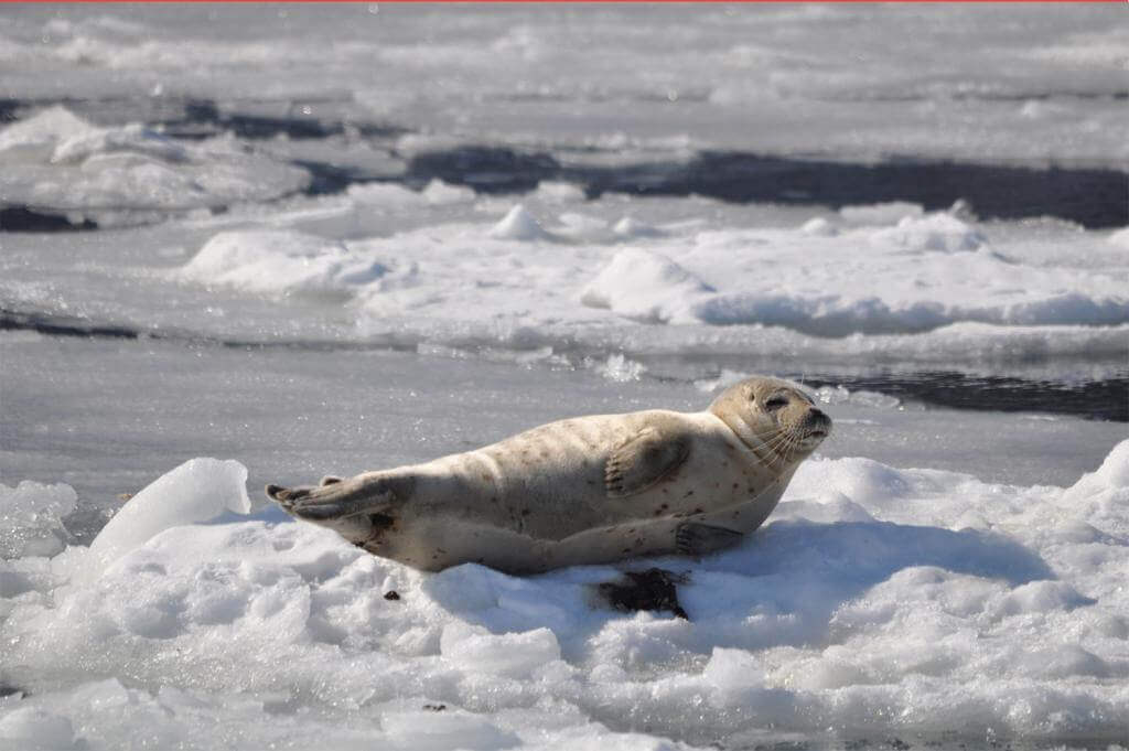 If you are lucky, you can also meet seals