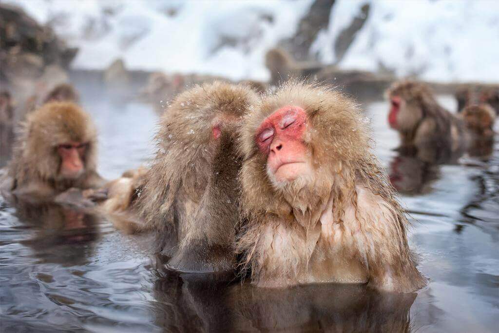 In Nagano Prefecture and Hokkaido there are places where monkeys enter hot springs = Adobe Stock