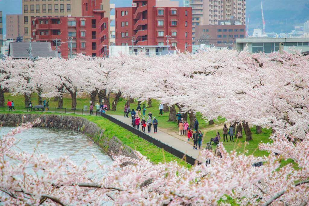 In late April, tourists walking in Goryokaku Park, watching beautiful cherry blossoms, Hakodate, Hokkaido = Shutterstock