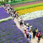 Irodori field, Tomita farm, Furano, Japan. It is the famous and beautiful flower fields in Hokkaido = Shutterstock