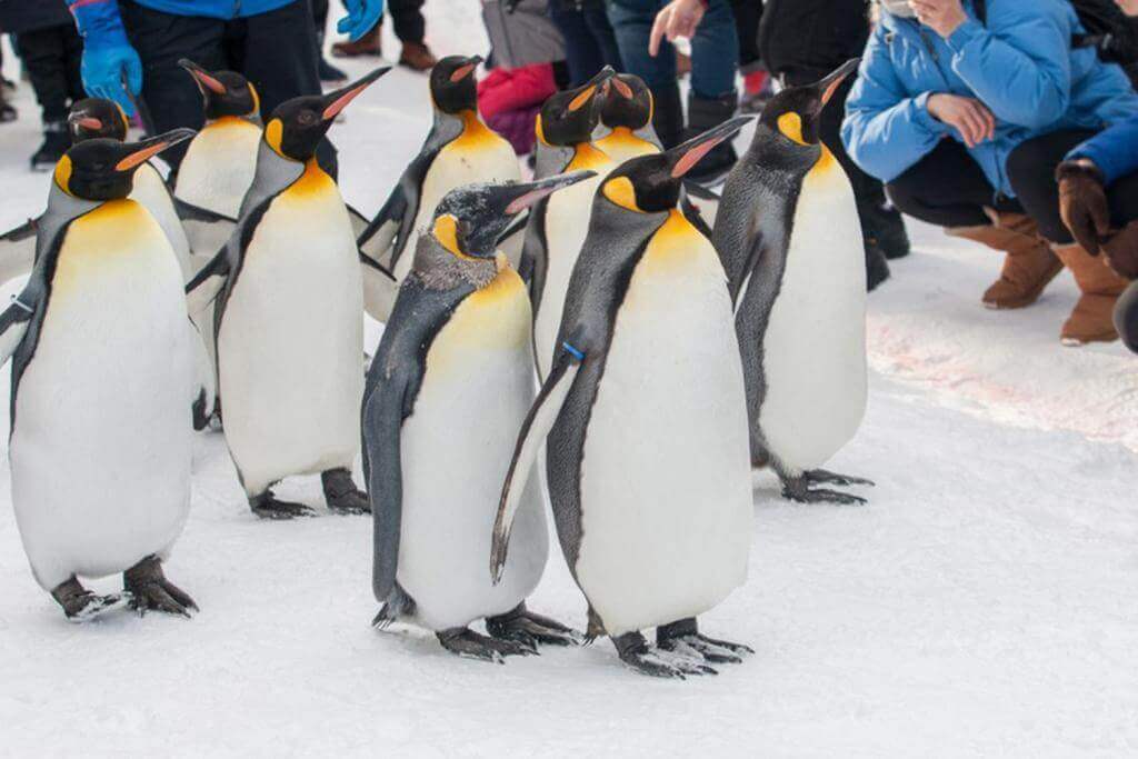 King Penguin walking parade show on snow with people around watching with fun at Asahiyama Zoo, Asahikawa, Hokkaido, Japan　＝Shutterstock