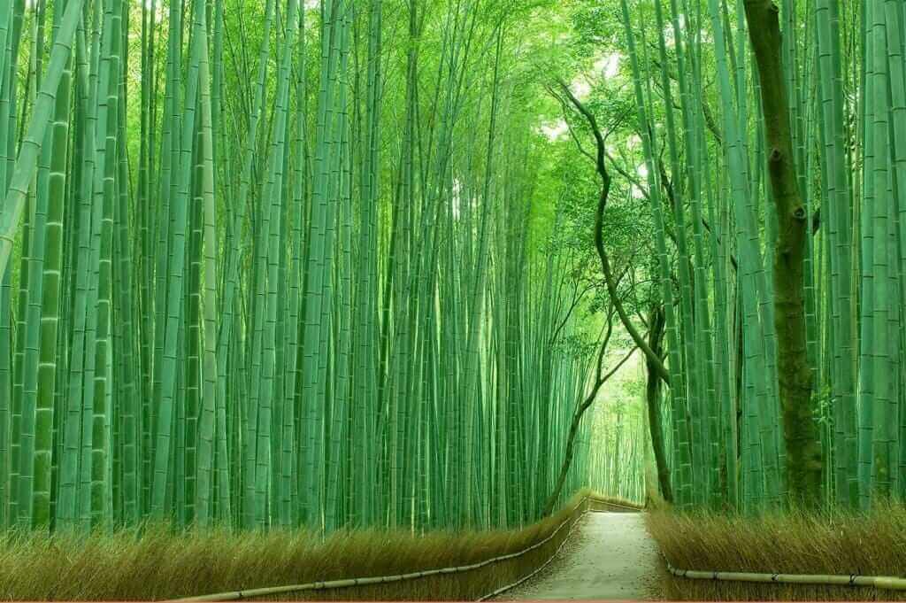 Beautiful Bamboo Grove in Arashiyama, Kyoto, Japan = Adobe Stock