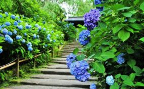 Many blue and purple hydrangea macrophylla flowers blooming on the approach to a Japanese Temple. Photoed in the Meigetsu-in Temple, Kumakara, Japan = Adobe Stock