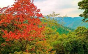 Mountains View from Mount Takao, with Red Leaves = Adobe Stock