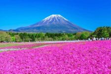 Mt. Fuji and Shiba Sakura (moss phlox, moss pink, mountain phlox). A spectacular spring landscape representing Japan = Shutterstock