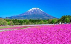 Mt. Fuji and Shiba Sakura (moss phlox, moss pink, mountain phlox). A spectacular spring landscape representing Japan = Shutterstock