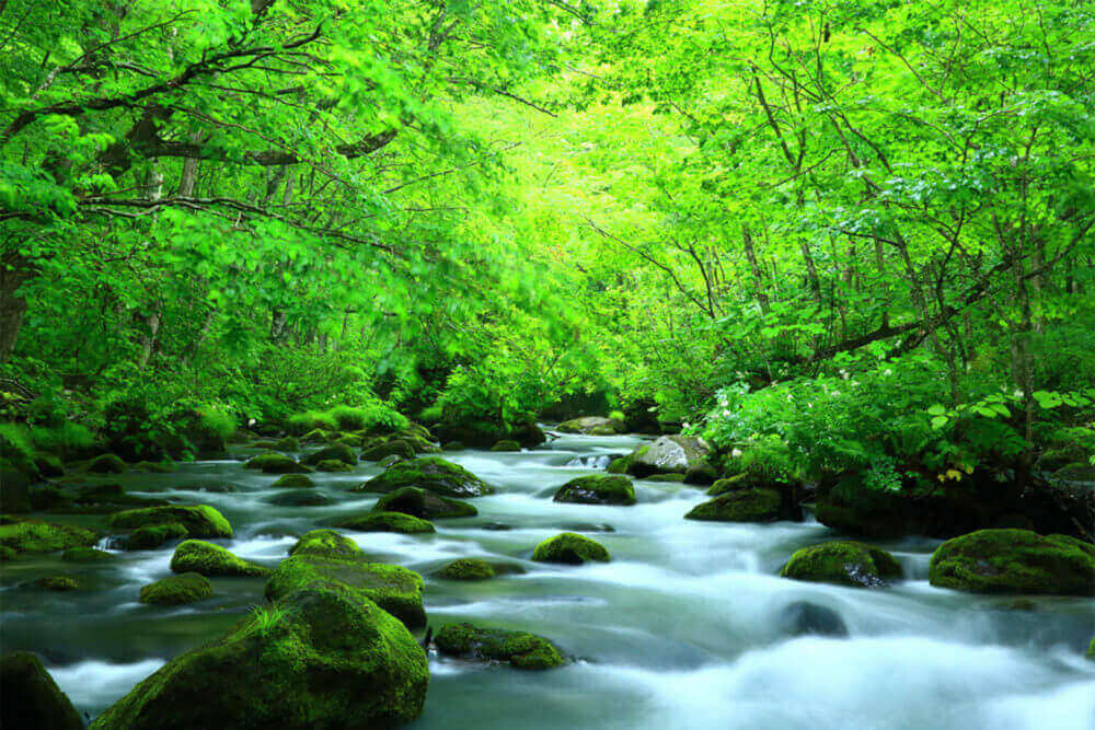 Oirase stream in summer, Aomori Prefecture, Japan Shutterstock