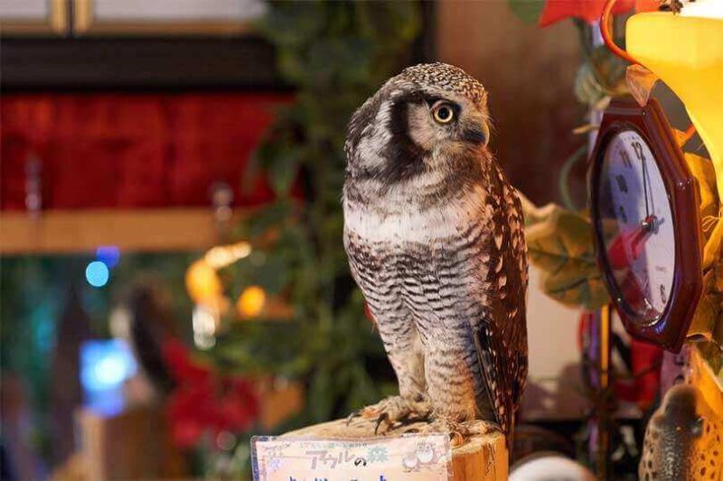 Owl looking at a clock in a Akihabara owl cafe, Akihabara. Tokyo, Japan = Shutterstock