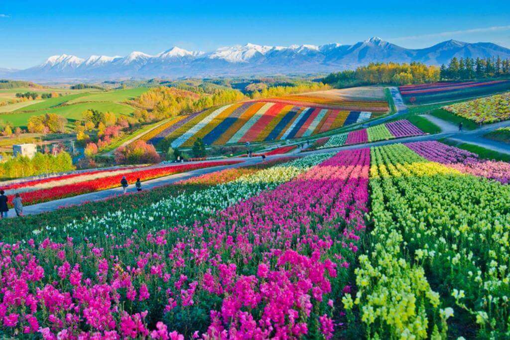 Panoramic Flower Gardens Shikisai hill in Biei, Hokkaido,Japan