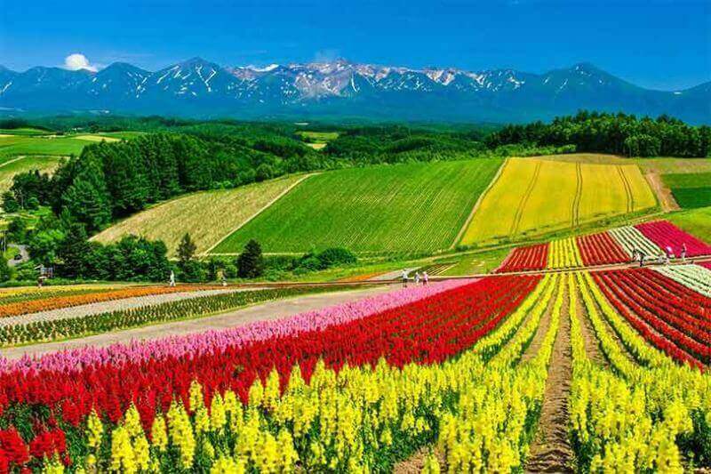 Colorful flower field and blue sky in Shikisai-no-oka, Biei, Hokkaido, Japan = Shutterstock
