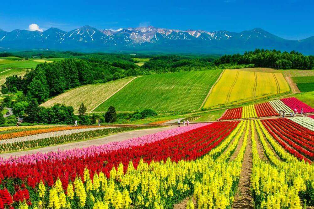 Panoramic colorful flower field and blue sky in Shikisai-no-oka, Biei, Hokkaido, Japan = Shutterstock