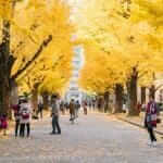 People watching Ginkgo yellow leaves at the road in front of the famous clock tower of the University of Tokyo called Yasuda Auditorium, Tokyo = Shutterstock