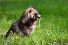 Raccoon dog sitting on grass = Shutterstock