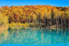 Shirogane Blue Pond in Biei, Hokkaido island in Japan. Autumn in Hokkaido, Japan. Beautiful green blue water with dead trees = Adobe Stock