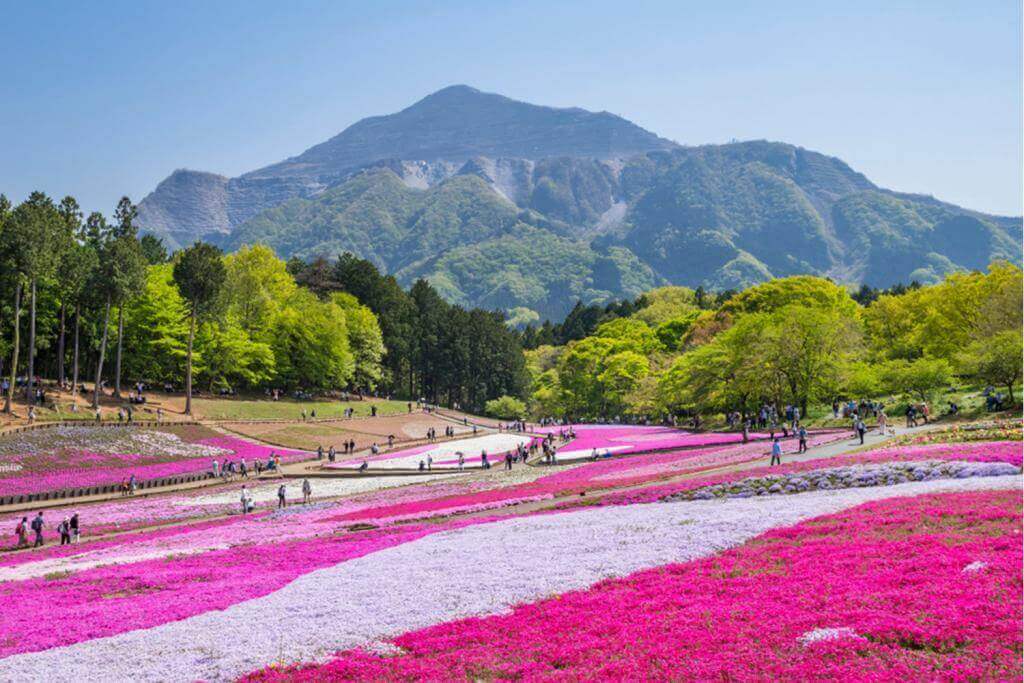 The landscape of "Hitsujiyama park" where Moss Phlox blooms all over. From April to May, the hills are filled with pink and white flowers = Shutterstock