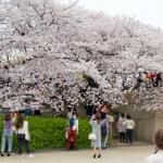 Tourists under cherry blossom tree at osaka castle in spring season osaka japan = Shutterstock