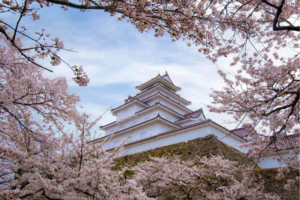 Tsuruga Castle or Aizuwakamatsu Castle surrounded by hundreds of sakura trees, Aizuwakamatsu, Fukushima Prefecture, Japan = Shutterstock