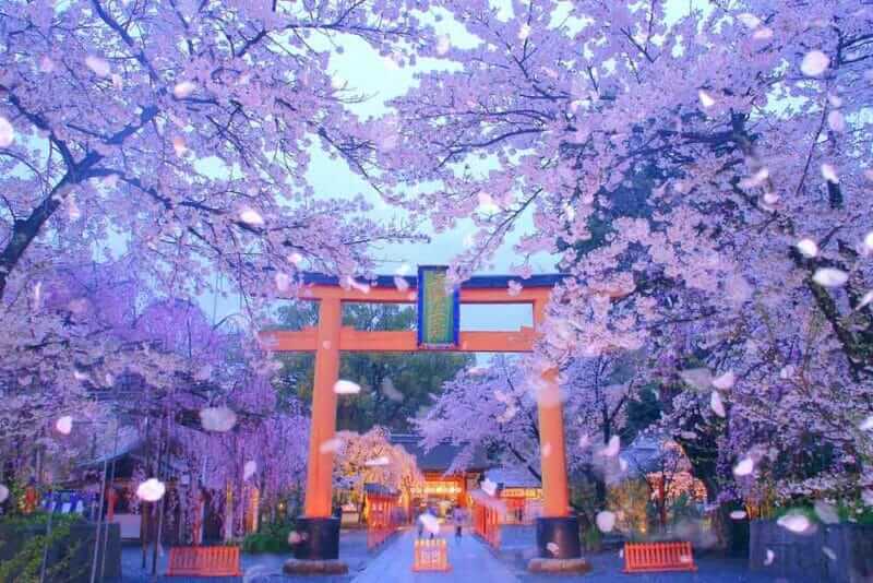 Scenery of Beautiful Old Japanese Traditional Elegance Style is Hirano Jinjyain (Shrine) Torii Pathway Among the Cherry Blossoms Blizzard (SakuraFubuki) at Night - Shutterstock