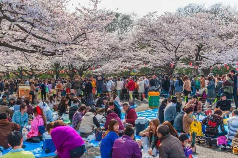 Tokyo Crowd enjoying Cherry blossoms festival in Ueno Park