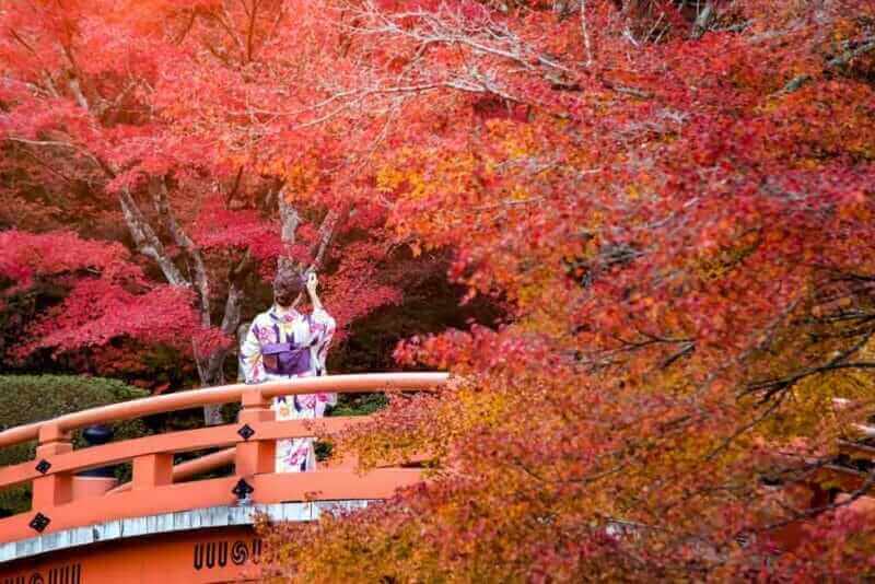 Young women wearing traditional Japanese Kimono at Daigo-ji temple with colorful maple trees in autumn, Famous temple in autumn color leaves and cherry blossom in spring, Kyoto, Japan.