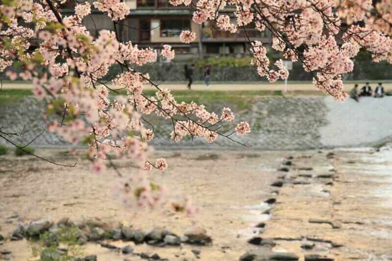 Sakura (cherry blossom trees) of Kamogawa river at evening in Kyoto, Japan