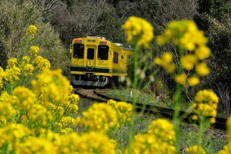 Rape blossoms bloom beautifully along the "Isuimi Railroad" in Chiba Prefecture