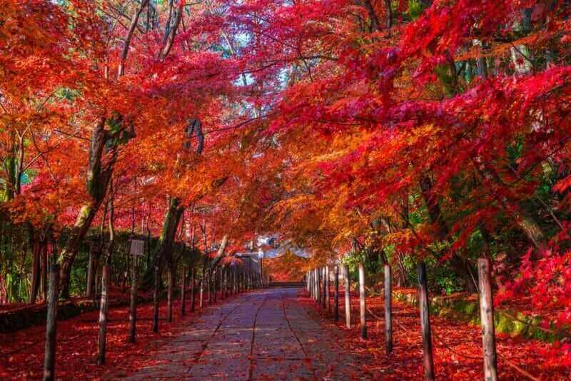 Komyoji Temple in the period of autumn leaves, Kyoto = AdobeStock