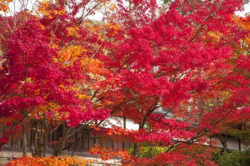 Eikando Zenrin-ji Temple in Kyoto- Japan, Autumn season for colored leaves changed, maples trees garden = AdobeStock