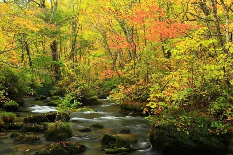 Oirase Stream is known for its beautiful autumn colors = AdobeStock