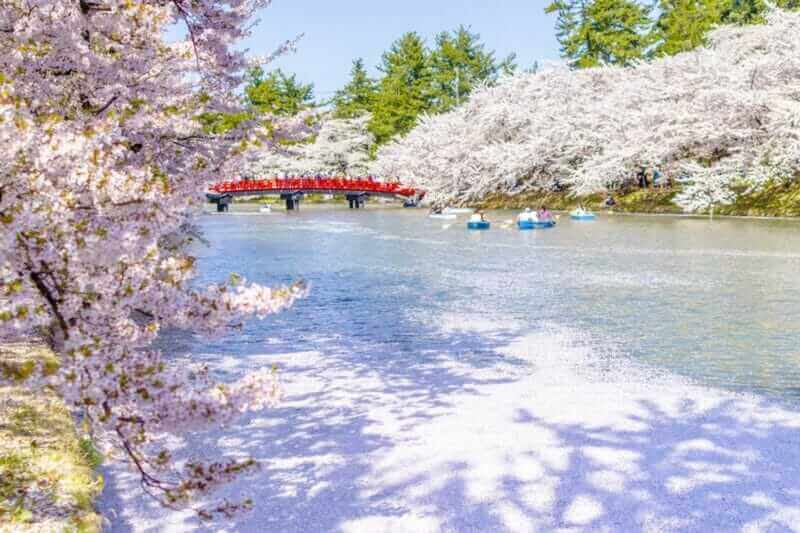 Cherry blossoms at the Hirosaki Castle Park in Hirosaki, Aomori, Japan