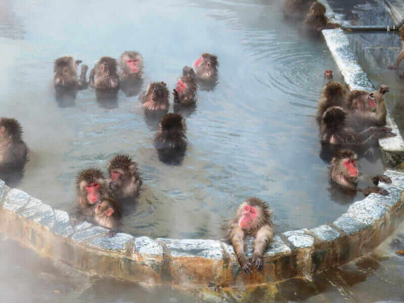 In the botanical garden in Yunokawa Onsen, monkeys enjoy hot springs in winter, Hakodate, Hokkaido