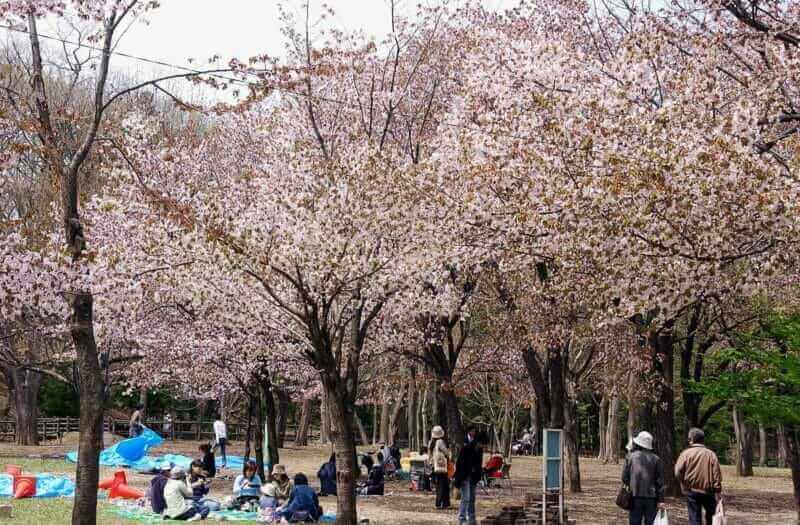 Maruyama Park is said to be one of Sapporo's best cherry blossoms
