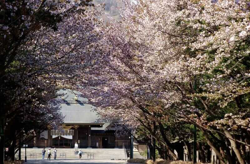 You can appreciate spectacular cherry blossoms at Hokkaido Shrine