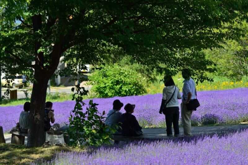 Lavender fields of Horomitoge. From Horomitoge it is also possible to overlook the city of Sapporo