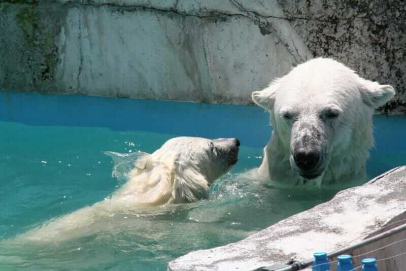 Parent and child of Polar bear in Maruyama Zoo